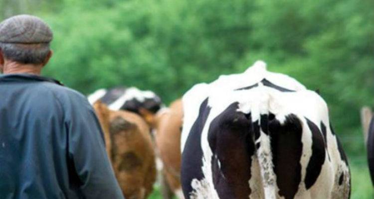 Στο Υπουργείο Περιβάλλοντος και Ενέργειας η Κτηνιατρική Υπηρεσία Λήμνου | Συσκέψεις για την οζώδη δερματίτιδα