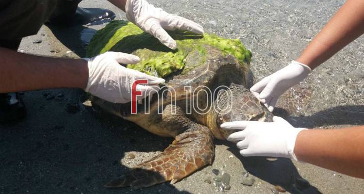 &Delta;&iota;ά&sigma;&omega;&sigma;&eta; &tau;&rho;&alpha;&upsilon;&mu;&alpha;&tau;&iota;&sigma;&mu;έ&nu;&eta;&sigmaf; &theta;&alpha;&lambda;ά&sigma;&sigma;&iota;&alpha;&sigmaf; &chi;&epsilon;&lambda;ώ&nu;&alpha;&sigmaf; &sigma;&tau;&eta; &Lambda;ή&mu;&nu;&omicron; (photos)