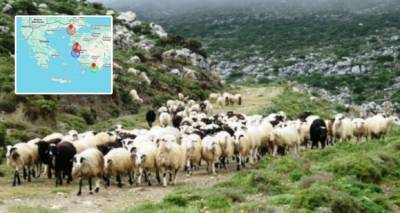 Σε επιφυλακή η Λήμνος για τον Αφθώδη Πυρετό | Μέτρα πρόληψης από τις κτηνιατρικές αρχές