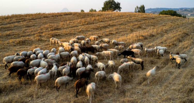 Στην ευρύτερη περιοχή των Λύχνων το ύποπτο κρούσμα ευλογιάς | Δήλωση Ε. Τσομπανέλλη, Προϊσταμένου της Διεύθυνσης Κτηνιατρικής