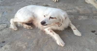 &Lambda;ή&mu;&nu;&omicron;&sigmaf;: &Beta;&rho;έ&theta;&eta;&kappa;&epsilon; &sigma;&kappa;ύ&lambda;&omicron;&sigmaf; &sigma;&tau;&eta;&nu; &pi;&alpha;&rho;&alpha;&lambda;ί&alpha; &Kappa;ό&tau;&sigma;&iota;&nu;&alpha;