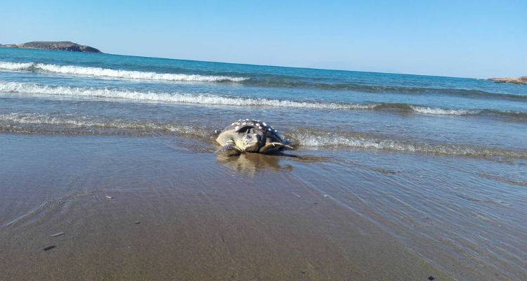 &Delta;&epsilon;&nu; &tau;&alpha; &kappa;&alpha;&tau;ά&phi;&epsilon;&rho;&epsilon; &eta; &theta;&alpha;&lambda;ά&sigma;&sigma;&iota;&alpha; &chi;&epsilon;&lambda;ώ&nu;&alpha; &pi;&omicron;&upsilon; &beta;&rho;έ&theta;&eta;&kappa;&epsilon; &sigma;&tau;&omicron; &Gamma;&omicron;&mu;ά&tau;&iota; (photos)