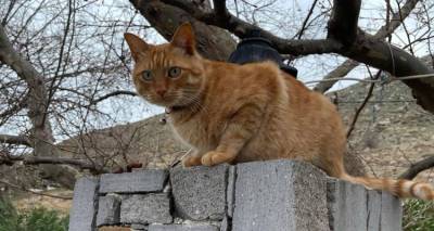 &Chi;ά&theta;&eta;&kappa;&epsilon; &gamma;ά&tau;&omicron;&sigmaf; &sigma;&tau;&eta;&nu; &pi;&epsilon;&rho;&iota;&omicron;&chi;ή &tau;&omicron;&upsilon; &Alpha;&upsilon;&lambda;ώ&nu;&alpha;