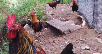 Βίγκαν ακτιβίστριες μπουκάρουν σε κοτέτσια για να σώσουν τις κότες που τις βιάζουν οι κόκορες [βίντεο]