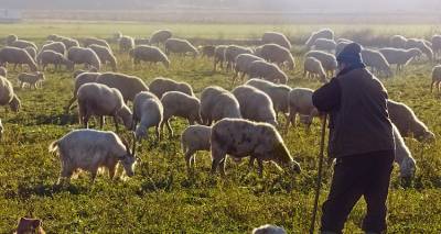 Στη Διαύγεια η απόφαση για αποζημιώσεις 16,5 εκατ. ευρώ σε κτηνοτρόφους | 93.000€ σε Βόρειο &amp; Νότιο Αιγαίο