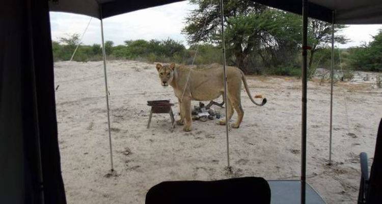 &Kappa;&alpha;&tau;&alpha;&sigma;&kappa;&eta;&nu;&omega;&tau;έ&sigmaf; &xi;ύ&pi;&nu;&eta;&sigma;&alpha;&nu; &kappa;&alpha;&iota; &beta;&rho;ή&kappa;&alpha;&nu; &lambda;&iota;&omicron;&nu;&tau;ά&rho;&iota;&alpha; &nu;&alpha; &gamma;&lambda;ύ&phi;&omicron;&upsilon;&nu; &tau;&omicron; &nu;&epsilon;&rho;ό &alpha;&pi;ό &tau;&eta; &sigma;&kappa;&eta;&nu;ή &tau;&omicron;&upsilon;&sigmaf; (video)