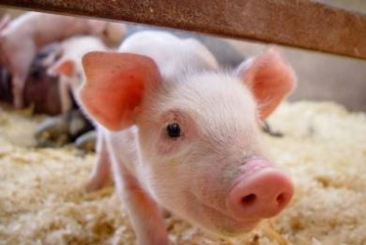 &Rho;&epsilon;ύ&mu;&alpha; &alpha;&pi;ό &kappa;&omicron;&pi;&rho;&iota;ά &pi;&alpha;&rho;ά&gamma;&omicron;&upsilon;&nu; &sigma;&tau;&eta;&nu; &Eta;&mu;&alpha;&theta;ί&alpha;