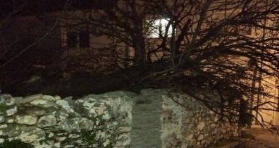 Πτώση δέντρου στη Μύρινα εξαιτίας των ισχυρών ανέμων (photos)