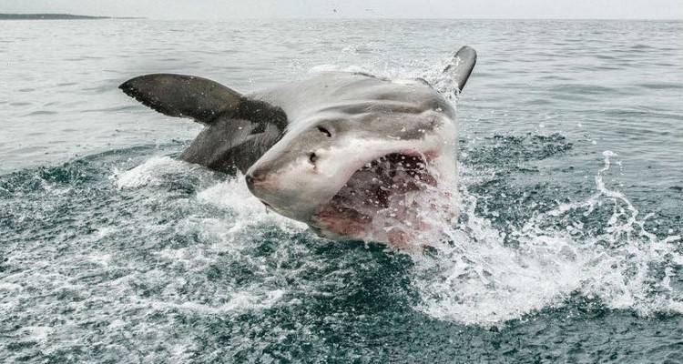 30 &epsilon;&kappa;&pi;&lambda;&eta;&kappa;&tau;&iota;&kappa;έ&sigmaf; &phi;&omega;&tau;&omicron;&gamma;&rho;&alpha;&phi;ί&epsilon;&sigmaf; &tau;&omicron;&upsilon; &Lambda;&eta;&mu;&nu;&iota;&omicron;ύ &Kappa;&omicron;&sigma;&mu;ά &Kappa;&omicron;&upsilon;&mu;&iota;&alpha;&nu;&omicron;ύ &alpha;&pi;ό &tau;&omicron; &omicron;&delta;&omicron;&iota;&pi;&omicron;&rho;&iota;&kappa;ό &tau;&omicron;&upsilon; &sigma;&tau;&eta;&nu; &Alpha;&phi;&rho;&iota;&kappa;ή