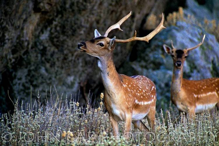 Τα ελάφια της Λήμνου και του Αιγαίου