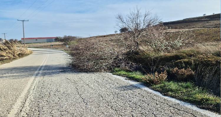 &Pi;&tau;ώ&sigma;&eta; &kappa;&lambda;&alpha;&delta;&iota;&omicron;ύ &sigma;&tau;&omicron; &delta;&rho;ό&mu;&omicron; &Delta;ά&phi;&nu;&eta;&sigmaf; &ndash; &Alpha;&tau;&sigma;&iota;&kappa;ή&sigmaf;