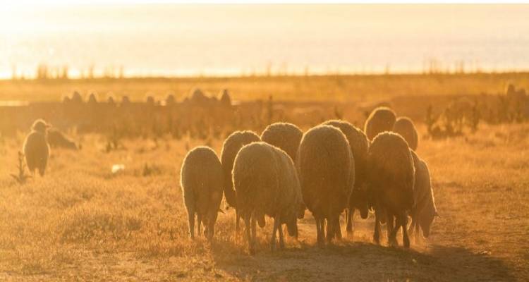 Η Λήμνος με 100.000 ζώα δεν έχει κτηνίατρο, εγκαταλελειμμένοι οι κτηνοτρόφοι