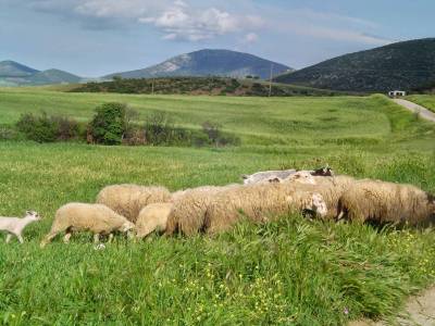 Ο κτηνίατρος Γιάννης Τενέδιος ενημερώνει για τον καταρροϊκό πυρετό (mp3)