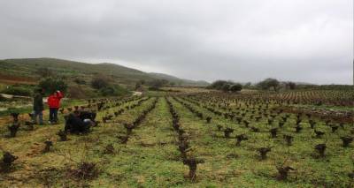 H &alpha;&mu;&pi;&epsilon;&lambda;&omicron;-&omicron;&iota;&nu;&iota;&kappa;ή&sigmaf; &pi;&alpha;&rho;ά&delta;&omicron;&sigma;&eta; &tau;&eta;&sigmaf; &Lambda;ή&mu;&nu;&omicron;&upsilon; &sigma;&tau;&omicron; &Epsilon;&theta;&nu;&iota;&kappa;ό &Epsilon;&upsilon;&rho;&epsilon;&tau;ή&rho;&iota;&omicron; &tau;&eta;&sigmaf; Ά&upsilon;&lambda;&eta;&sigmaf; &Pi;&omicron;&lambda;&iota;&tau;&iota;&sigma;&tau;&iota;&kappa;ή&sigmaf; &Kappa;&lambda;&eta;&rho;&omicron;&nu;&omicron;&mu;&iota;ά&sigmaf; &tau;&eta;&sigmaf; &Epsilon;&lambda;&lambda;ά&delta;&alpha;&sigmaf;