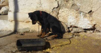 &Lambda;ή&mu;&nu;&omicron;&sigmaf;: &Sigma;&kappa;&upsilon;&lambda;ί &delta;&epsilon;&mu;έ&nu;&omicron; &sigma;&epsilon; &alpha;&pi;ό&mu;&alpha;&kappa;&rho;&eta; &pi;&epsilon;&rho;&iota;&omicron;&chi;ή &chi;&omega;&rho;ί&sigmaf; &nu;&epsilon;&rho;ό &kappa;&alpha;&iota; &tau;&rho;&omicron;&phi;ή