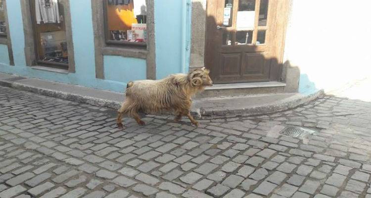&Tau;&rho;ά&gamma;&omicron;&sigmaf; &laquo;&sigma;&omicron;&upsilon;&lambda;&alpha;&tau;&sigma;ά&rho;&epsilon;&iota;&raquo; &sigma;&tau;&alpha; &sigma;&tau;&epsilon;&nu;ά &tau;&eta;&sigmaf; &Mu;ύ&rho;&iota;&nu;&alpha;&sigmaf; (photos)