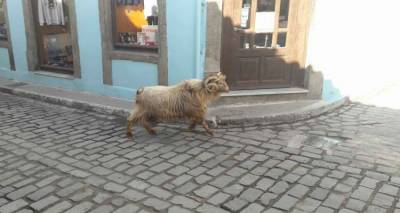 &Tau;&rho;ά&gamma;&omicron;&sigmaf; &laquo;&sigma;&omicron;&upsilon;&lambda;&alpha;&tau;&sigma;ά&rho;&epsilon;&iota;&raquo; &sigma;&tau;&alpha; &sigma;&tau;&epsilon;&nu;ά &tau;&eta;&sigmaf; &Mu;ύ&rho;&iota;&nu;&alpha;&sigmaf; (photos)