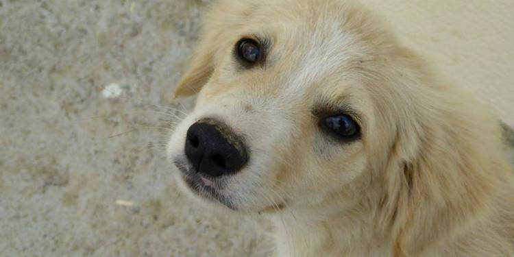 Το Φιλοζωικό Σωματείο Λήμνου μας συστήνει τους φίλους της (photo)