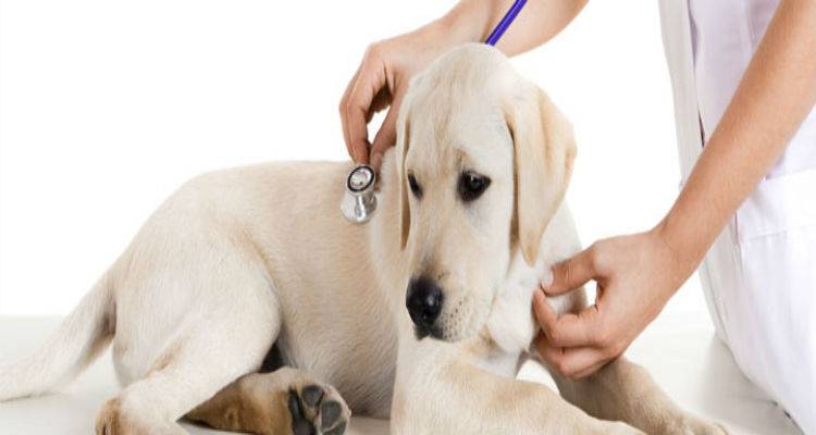 Ιδιώτη κτηνίατρο ζητά ο Δήμος Λήμνου