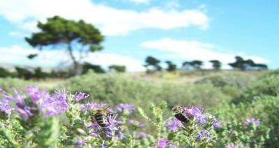 &Epsilon;&rho;ώ&tau;&eta;&sigma;&eta; &sigma;&tau;&eta; &Beta;&omicron;&upsilon;&lambda;ή &mu;&epsilon;&tau;ά &tau;&eta;&nu; &kappa;&alpha;&tau;&alpha;&gamma;&gamma;&epsilon;&lambda;ί&alpha; &tau;&omicron;&upsilon; &Mu;&epsilon;&lambda;&iota;&sigma;&sigma;&omicron;&kappa;&omicron;&mu;&iota;&kappa;&omicron;ύ &Sigma;&upsilon;&nu;&epsilon;&tau;&alpha;&iota;&rho;&iota;&sigma;&mu;&omicron;ύ &Lambda;ή&mu;&nu;&omicron;&upsilon; &gamma;&iota;&alpha; &sigma;&upsilon;&sigma;&tau;&eta;&mu;&alpha;&tau;&iota;&kappa;ή &pi;&rho;&omicron;&sigma;&pi;ά&theta;&epsilon;&iota;&alpha; &alpha;&phi;&alpha;&nu;&iota;&sigma;&mu;&omicron;ύ &tau;&omega;&nu; &theta;&upsilon;&mu;&alpha;&rho;ό&tau;&omicron;&pi;&omega;&nu;