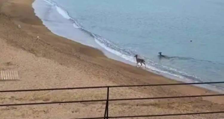 Λήμνος: Δύο ελαφάκια απολαμβάνουν το μπάνιο τους (video)