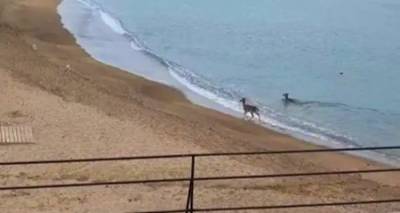 Λήμνος: Δύο ελαφάκια απολαμβάνουν το μπάνιο τους (video)