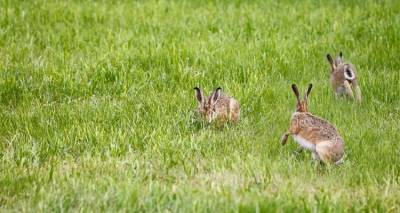kraniou-topos-oi-agrotikes-ektaseis-sti-limno-eksaitias-ton-agriokoynelon