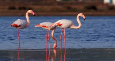 &Pi;&rho;&omicron;&sigma;&pi;ά&theta;&epsilon;&iota;&epsilon;&sigmaf; &epsilon;&pi;&alpha;&nu;&alpha;&lambda;&epsilon;&iota;&tau;&omicron;&upsilon;&rho;&gamma;ί&alpha;&sigmaf; &tau;&omicron;&upsilon; &Kappa;έ&nu;&tau;&rho;&omicron;&upsilon; &Pi;&epsilon;&rho;&iota;&beta;&alpha;&lambda;&lambda;&omicron;&nu;&tau;&iota;&kappa;ή&sigmaf; &Epsilon;&nu;&eta;&mu;έ&rho;&omega;&sigma;&eta;&sigmaf;