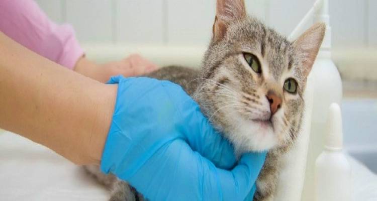 Ο Δήμος Λήμνου ολοκλήρωσε νέο κύκλο στειρώσεων σε 170 αδέσποτες γάτες