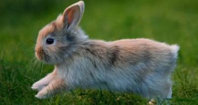 Θετική εξέλιξη: Ολυμπιακοί Αγώνες Αγριοκούνελων στη Λήμνο | Παγκόσμια πρώτη για το νησί