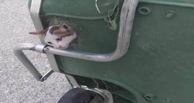 limnos-gata-egklovistike-se-trypa-metallikoy-kadou-parenevi-i-pyrosvestiki