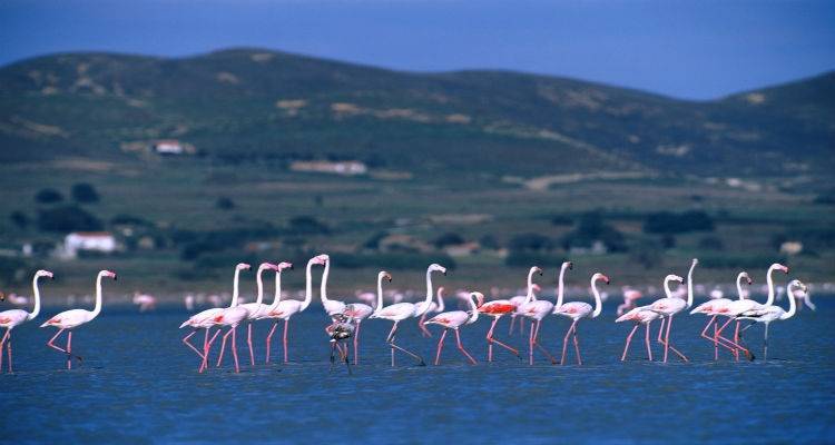 Αναγνωρίζεται η σπουδαιότητα των νησιωτικών υγροτόπων