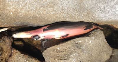 &Kappa;&iota; ά&lambda;&lambda;&omicron; &nu;&epsilon;&kappa;&rho;ό &delta;&epsilon;&lambda;&phi;ί&nu;&iota; &sigma;&epsilon; &pi;&alpha;&rho;&alpha;&lambda;ί&alpha; &tau;&eta;&sigmaf; &Lambda;ή&mu;&nu;&omicron;&upsilon; (photos)