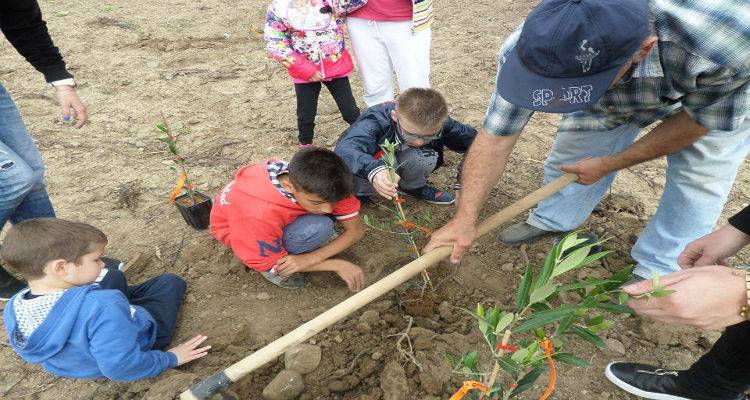 &Delta;&epsilon;&nu;&tau;&rho;&omicron;&phi;ύ&tau;&epsilon;&upsilon;&sigma;&eta; &sigma;&tau;&omicron;&nu; &epsilon;&lambda;&alpha;&iota;ώ&nu;&alpha; &tau;&omicron;&upsilon; &kappa;&tau;ή&mu;&alpha;&tau;&omicron;&sigmaf; &laquo;&Mu;&eta;&tau;&rho;ό&pi;&omicron;&lambda;&eta;&raquo; &alpha;&pi;ό &tau;&alpha; &pi;&alpha;&iota;&delta;&iota;ά &tau;&omicron;&upsilon; &Epsilon;&iota;&delta;&iota;&kappa;&omicron;ύ &Sigma;&chi;&omicron;&lambda;&epsilon;ί&omicron;&upsilon; &Kappa;&alpha;&lambda;&lambda;&iota;&theta;έ&alpha;&sigmaf; (photos)
