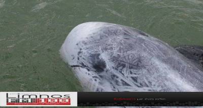 Επιχείρηση διάσωσης σπάνιου δελφινιού στον Κότσινα (photo + video)