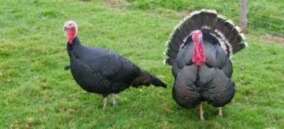 Σε δηλητηρίαση αποδίδεται ο θάνατος των ζώων στη ανατολική Λήμνο