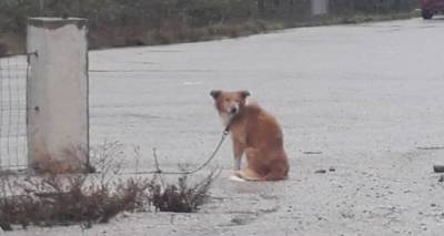 &Lambda;ή&mu;&nu;&omicron;&sigmaf;: Ά&mu;&epsilon;&sigma;&eta; &kappa;&iota;&nu;&eta;&tau;&omicron;&pi;&omicron;ί&eta;&sigma;&eta; &gamma;&iota;&alpha; &alpha;&delta;έ&sigma;&pi;&omicron;&tau;&omicron; &sigma;&kappa;&upsilon;&lambda;ί