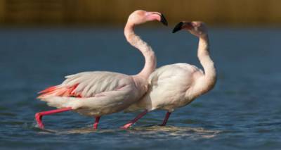 Λιγνά κορίτσια στο γιαλό μαζεύουνε τ’ αλάτι της Λήμνου