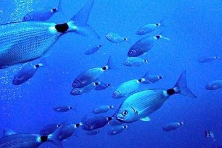 «Τέλος» στην ερασιτεχνική άδεια αλιείας