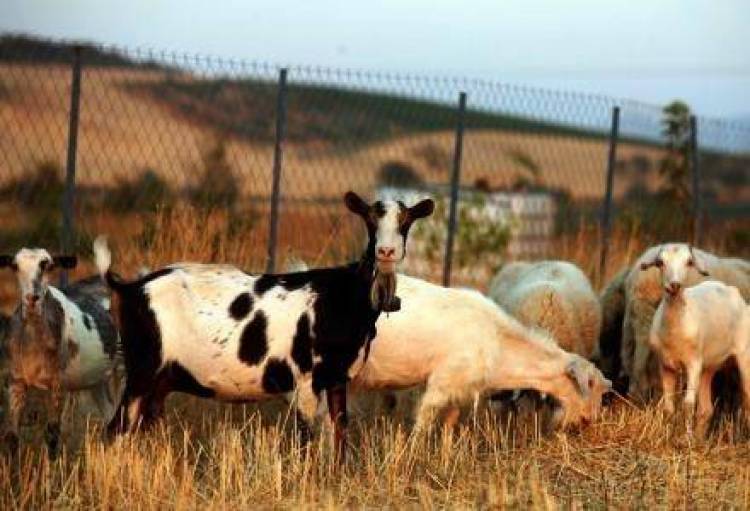 Κρούσμα ευλογιάς σε κοπάδι της Λήμνου
