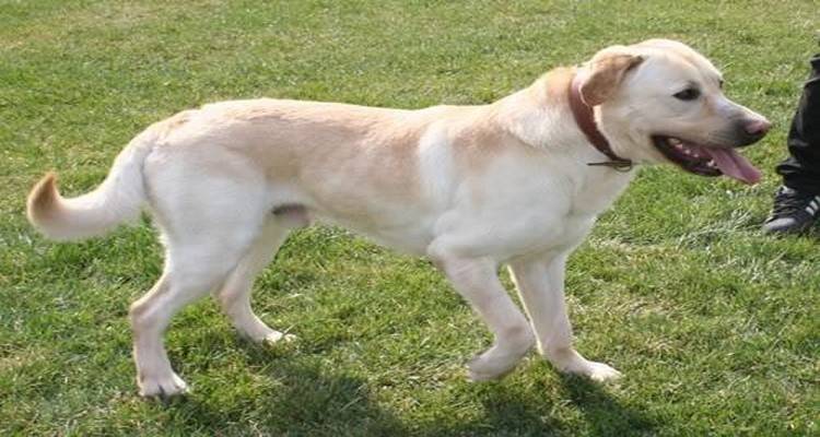 Αυστηρά πρόστιμα για τους «ανεύθυνους» ιδιοκτήτες κατοικιδίων από το Δήμο Λήμνου