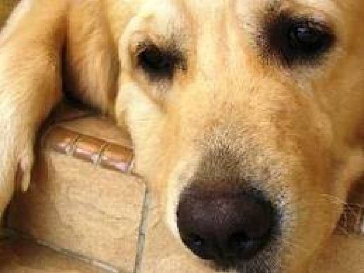 42χρονος στο Πορτιανού πυροβόλησε σκυλί γιατί μπήκε στην αυλή του – Aναζητείτε από την αστυνομία.