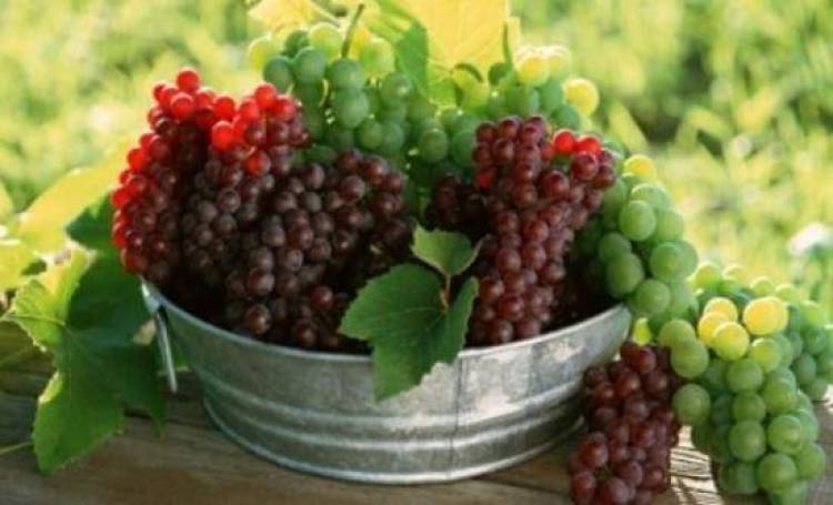 Παράνομη μεταφορά σταφυλιών από τη Λήμνο σε άλλες περιοχές της χώρας