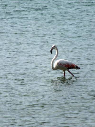 Ένας πανέμορφος «επισκέπτης» στα νερά της Λήμνου (photos)