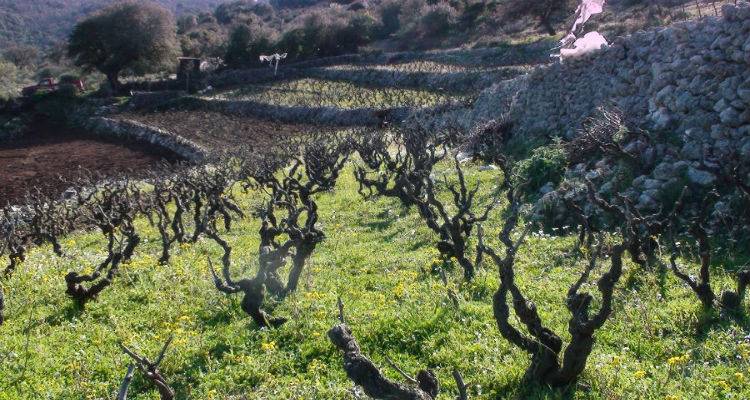 &Xi;&epsilon;&kappa;ί&nu;&eta;&sigma;&epsilon; &eta; &chi;&omicron;&rho;ή&gamma;&eta;&sigma;&eta; &alpha;&delta;&epsilon;&iota;ώ&nu; &gamma;&iota;&alpha; &nu;έ&epsilon;&sigmaf; &phi;&upsilon;&tau;&epsilon;ύ&sigma;&epsilon;&iota;&sigmaf; &omicron;&iota;&nu;&omicron;&pi;&omicron;&iota;ή&sigma;&iota;&mu;&omega;&nu; &pi;&omicron;&iota;&kappa;&iota;&lambda;&iota;ώ&nu; &alpha;&mu;&pi;έ&lambda;&omicron;&upsilon; &gamma;&iota;&alpha; &tau;&omicron; έ&tau;&omicron;&sigmaf; 2018