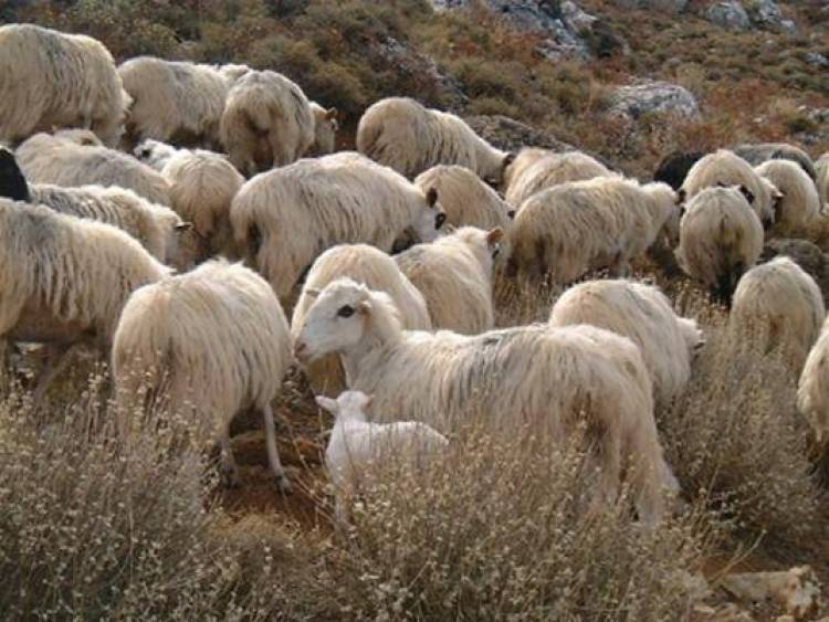 Ξεκινάει σήμερα η υπογραφή σύμβασης Βιολογικής Κτηνοτροφίας