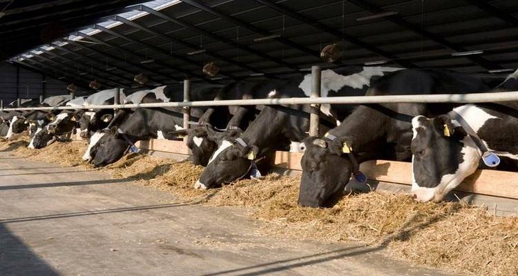 «Έρχονται» κυρώσεις στους κατόχους κτηνοτροφικών εγκαταστάσεων που δεν διαθέτουν άδεια | Όλες οι λεπτομέρειες