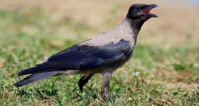 &Epsilon;&pi;&iota;&kappa;ή&rho;&upsilon;&xi;&eta; &kappa;&omicron;&rho;&alpha;&kappa;&omicron;&epsilon;&iota;&delta;ώ&nu; &sigma;&tau;&eta; &Lambda;ή&mu;&nu;&omicron;