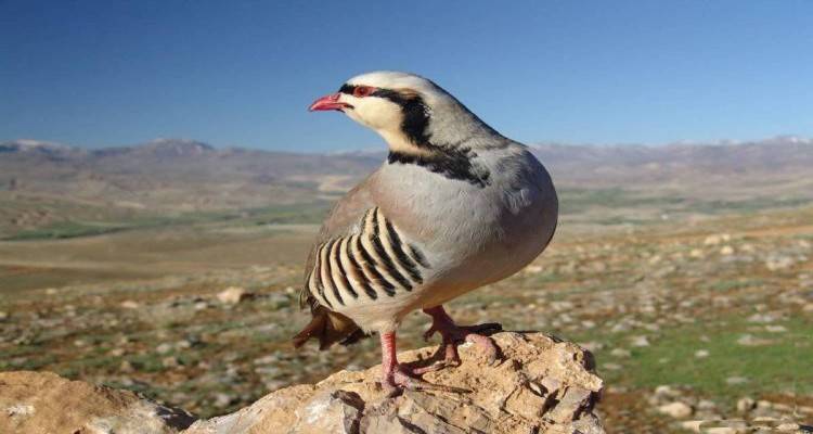 Πάνω από 100 κυνηγοί έφτασαν Λήμνο