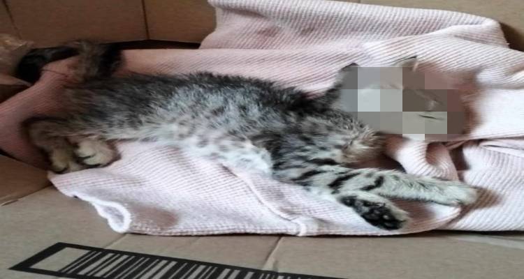 Αναγνώστες: “Αναγκαία η θέσπιση πρωτοκόλλου άμεσης ανταπόκρισης για τραυματισμένα αδέσποτα στη Λήμνο”